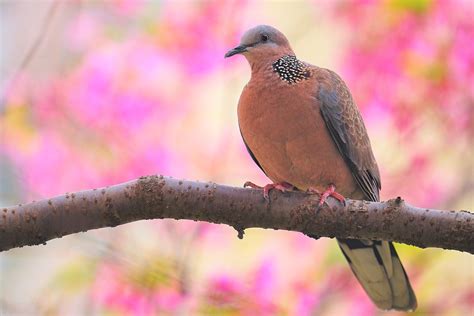 斑鳩幼鳥死亡|台灣‧台北‧珠頸斑鳩育雛日記 (上) (Spotted Dove。